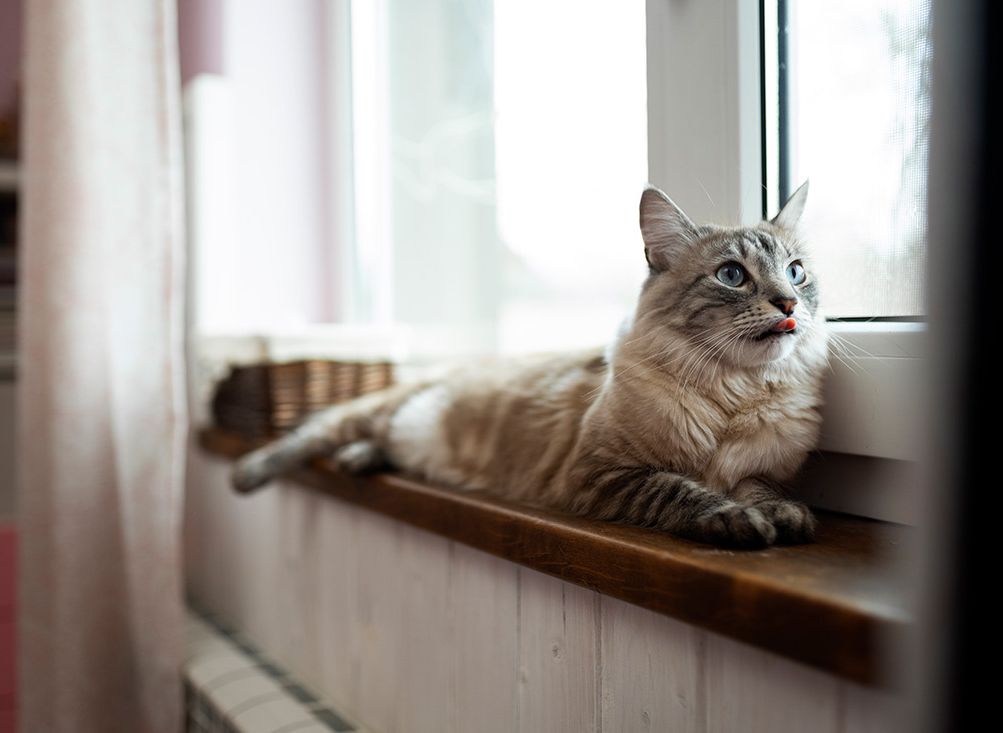 A fluffy gray cat with blue eyes perched on a windowsill, tongue slightly out.