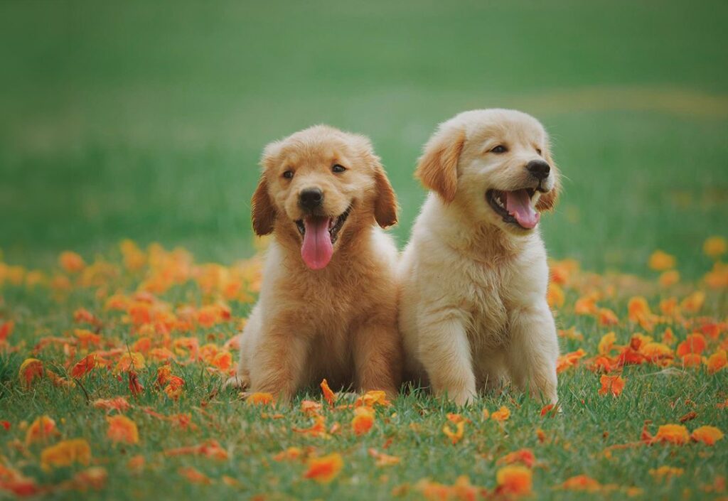 Two happy Golden Retriever puppies sitting on a grassy field with orange flowers around.