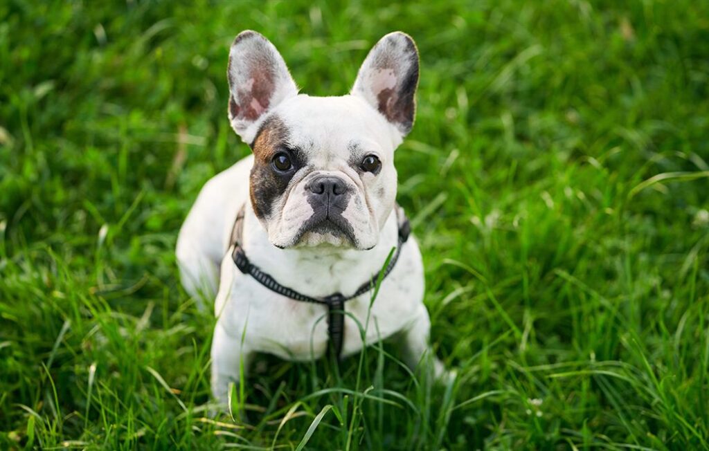 French Bulldog with a black collar sitting on green grass.