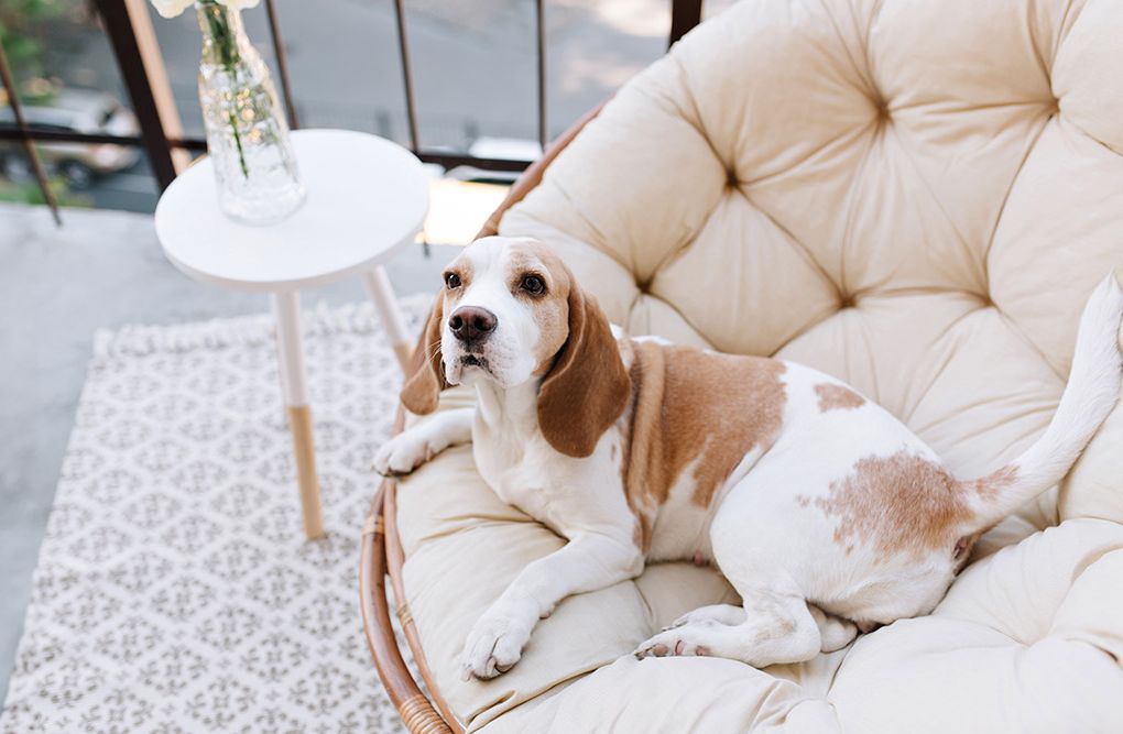 Beagle dog laying on a cushioned chair next to a small table with a vase.