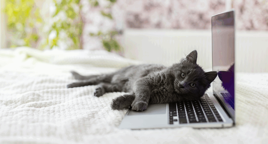 Gray cat lounging on a laptop on a white bedspread.