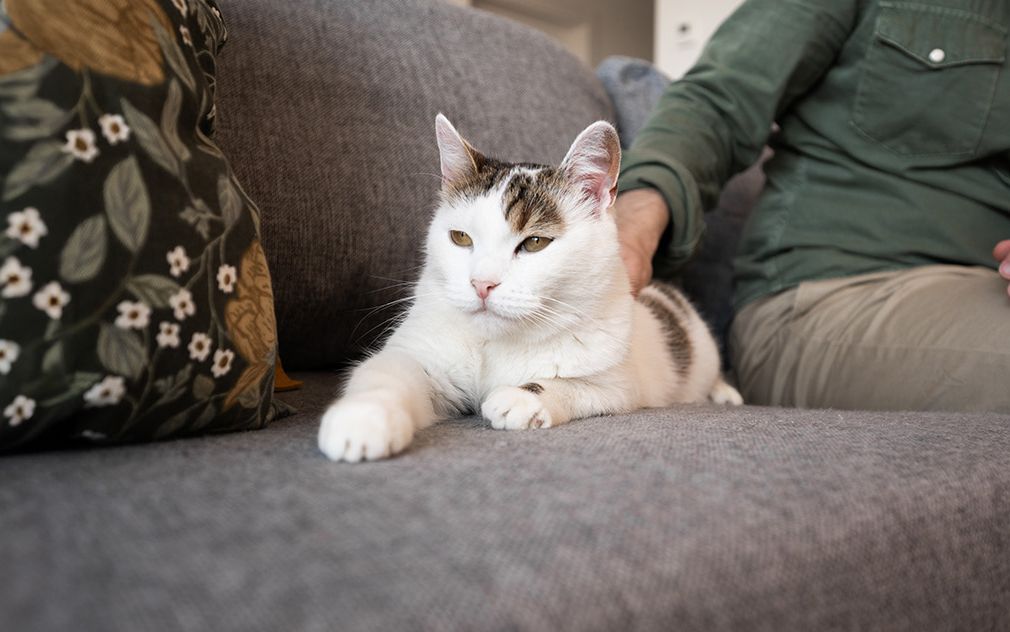 Cat lying on a couch between two people.