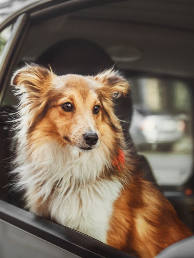 Sheltie dog looking out from an open car window.