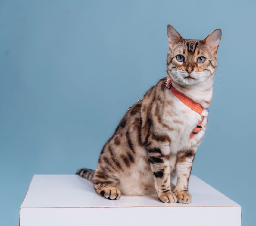 Bengal cat with blue eyes wearing a red harness, sitting on a white box against a blue background.