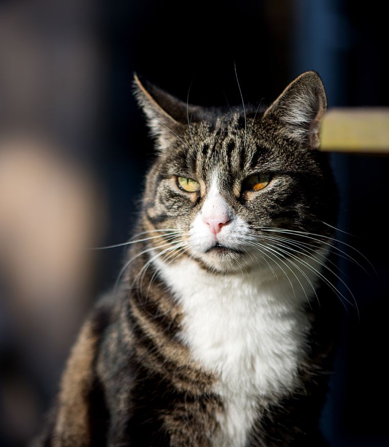 Close-up of a tabby cat with striking amber eyes looking slightly to the side.