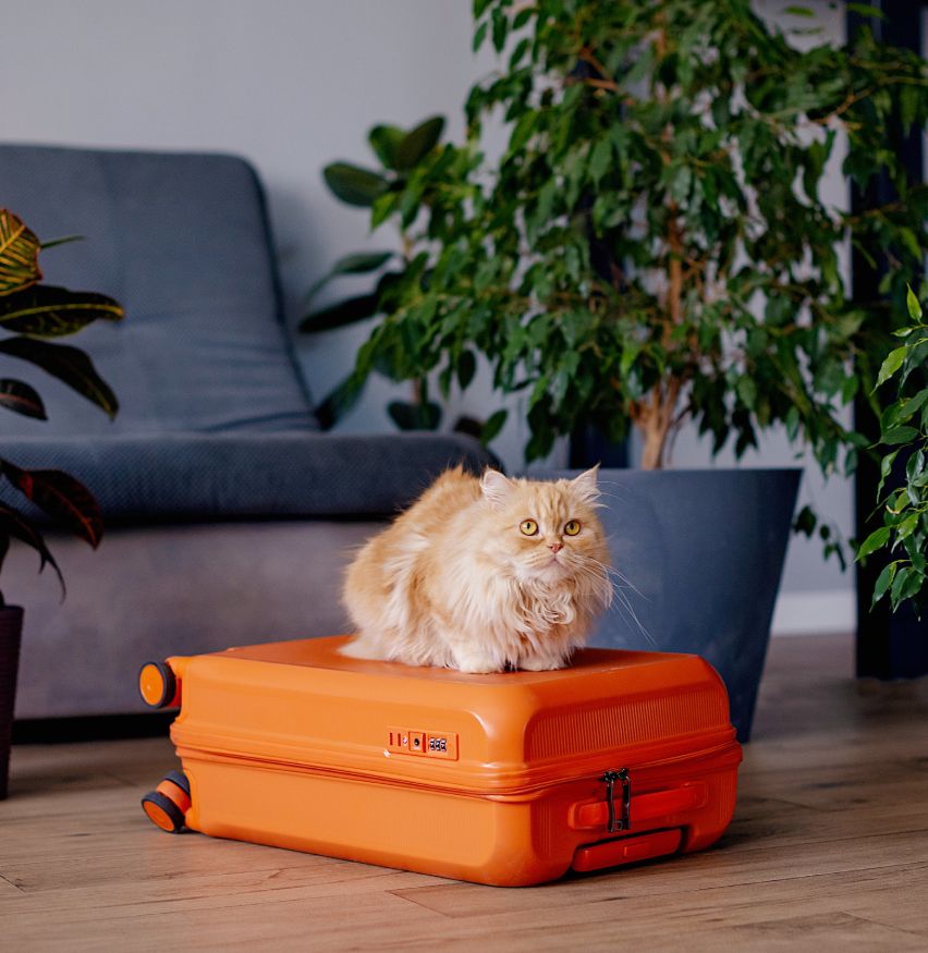 Fluffy ginger cat sitting on an orange suitcase in a living room.