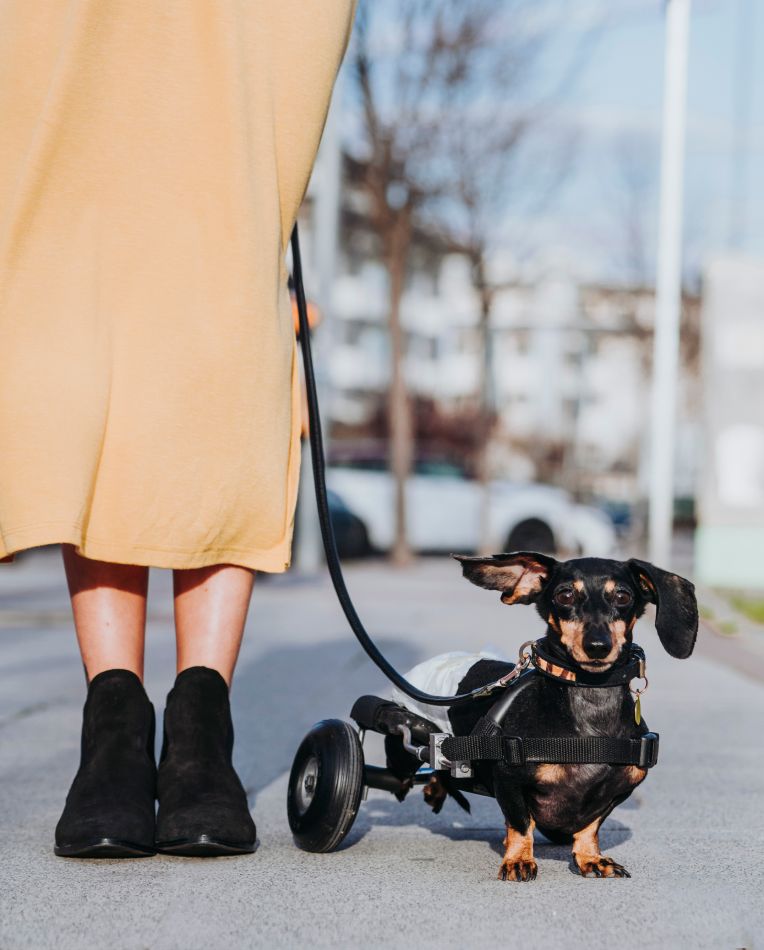 A dachshund in a harness attached to wheels, standing on a road beside a person in yellow dress and black boots.